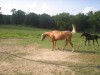 Horse SOLD: goldie- Photo 1