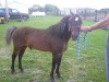 Horse SOLD: junior- Photo 1