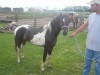 Horse SOLD: rem lighting- Photo 1