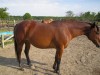 Horse SOLD: roxy- Photo 1