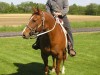 Horse SOLD: sadie- Photo 1