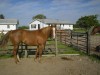 Horse SOLD: sham (leos american lady)- Photo 1