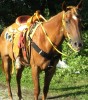 Horse SOLD: sun(zippos velvet sun)- Photo 1