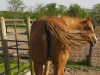 sham (leos american lady)- Photo 2