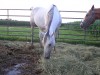 star (hs red star bertie)- Photo 2