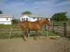 sham (leos american lady)- Photo 3