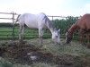 star (hs red star bertie)- Photo 3