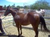 Horse For Sale: Brat- Photo 1