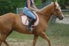 Horse For Sale: Breeze- Photo 1