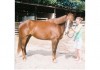 Horse For Sale: Belle- Photo 1