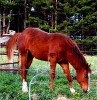 Horse SOLD: Sparks- Photo 1