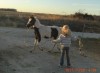Horse SOLD: Dixie- Photo 1