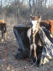 Dixie- Photo 2