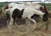 Dixie- Photo 3