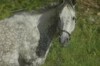Horse For Sale: greystone- Photo 1