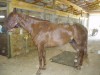 Horse For Sale: DOUBLESHOTOFBRANDY- Photo 1
