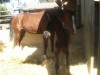 Horse SOLD: Juno Bug Moon- Photo 1