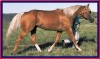Horse For Stud: Golden Rule Invester- Photo 1