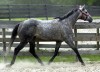 Horse For Stud: Virtual G- Photo 1