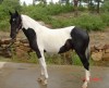 Horse For Sale: Einstein- Photo 1