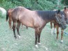 Horse SOLD: Berry Nice Challenge- Photo 1