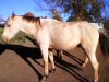 Horse For Sale: Shadow- Photo 1