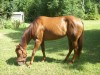 Horse For Sale: Shyla- Photo 1