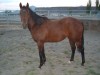 Horse For Sale: Smooth Instant- Photo 1