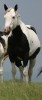 Horse For Sale: MNS STRIPPIN PAINT- Photo 1