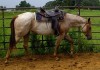 Horse For Sale: Just Ask Her Out- Photo 1