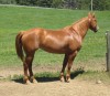 Horse For Sale: Diggers Quinarius- Photo 1