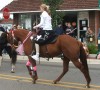 Horse For Sale: Miss Sassy Chub ( Missy)- Photo 1