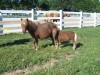 Horse For Sale: Betsy- Photo 1