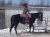 Horse For Sale: Voxen is a great guy!! He is sweet and loves attention- Photo 1