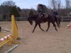 Horse For Sale: Prince - Photo 1