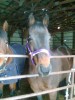 Horse For Sale: Bid Cool- Photo 1