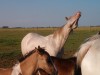 Horse For Sale: Major Doc Bonanza- Photo 1