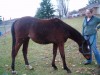 Horse For Sale: Dallas- Photo 1