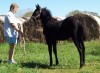 Horse SOLD: APPLIED FOR- Photo 1