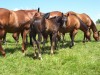 Horse SOLD: Four Mares- Photo 1