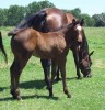 Horse For Sale: ROOSTERS OKIE GRACIE- Photo 1
