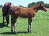 Horse SOLD: Roosters Okie Poco- Photo 1