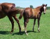 Horse SOLD: Roosters Okie Jewel- Photo 1