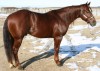 Four Mares- Photo 2
