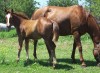 Roosters Okie Jewel- Photo 2
