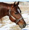 Four Mares- Photo 3