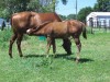 Roosters Okie Jewel- Photo 3