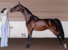 Horse For Sale: Always Lucky In Love- Photo 1