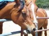 Horse For Sale: Ponky- Photo 1
