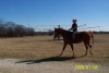 Horse For Sale: Clu To Heir- Photo 1